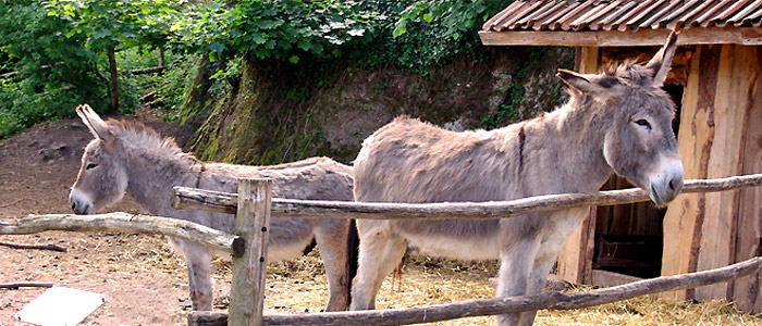 Hans und Jupp die Burgesel